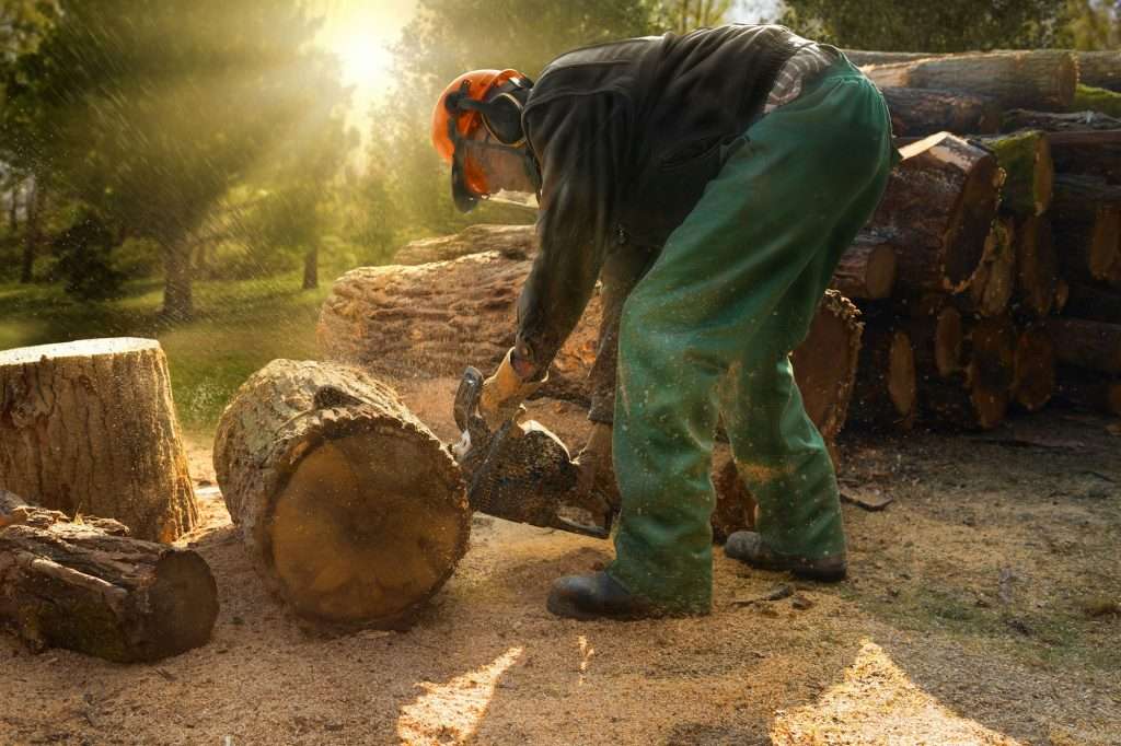 German feller removing trees by chainsaw in the forest